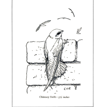 Par William Henry Carr/ Louis Agassiz Fuertes — The Internet Archive, Domaine public, https://commons.wikimedia.org/w/index.php?curid=68475343